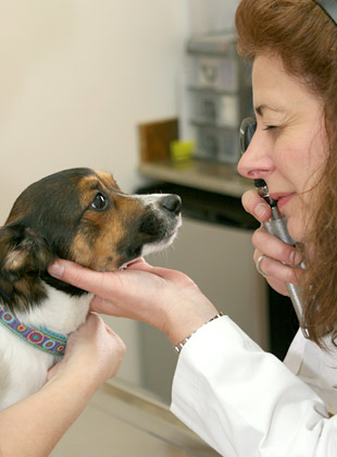 montgomery county veterinary hospital