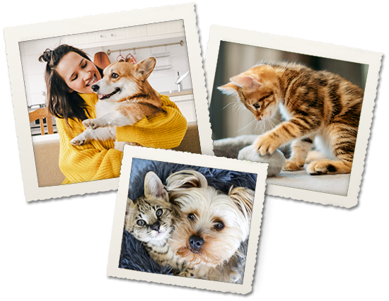 montgomery county veterinary hospital